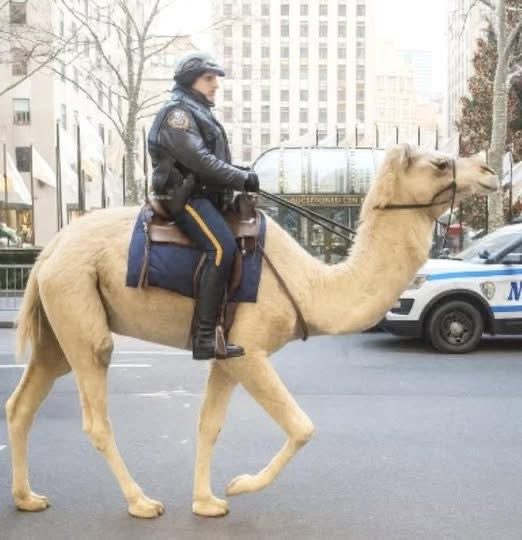 1Nicdar's tweet image. NYPD will soon be rolling out its new mounted units. 

🐪🫢😬🤦🏻‍♂️