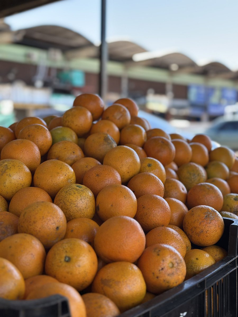 🍊🍊🍊 ¡Mirá las naranjas que están llegando a nuestro mercado!
Ricas, jugosas y llenas de sabor 😋
Podés comprarlas por docena o por bolsa en los diferentes bloques del Mercado de Abasto.
¡Te esperamos para disfrutar de lo mejor y más fresco! 💪