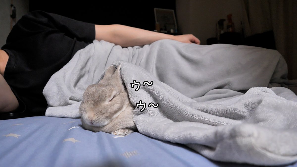 就寝中の様子を確認したら、隣のうさぎさんがうなされてた」