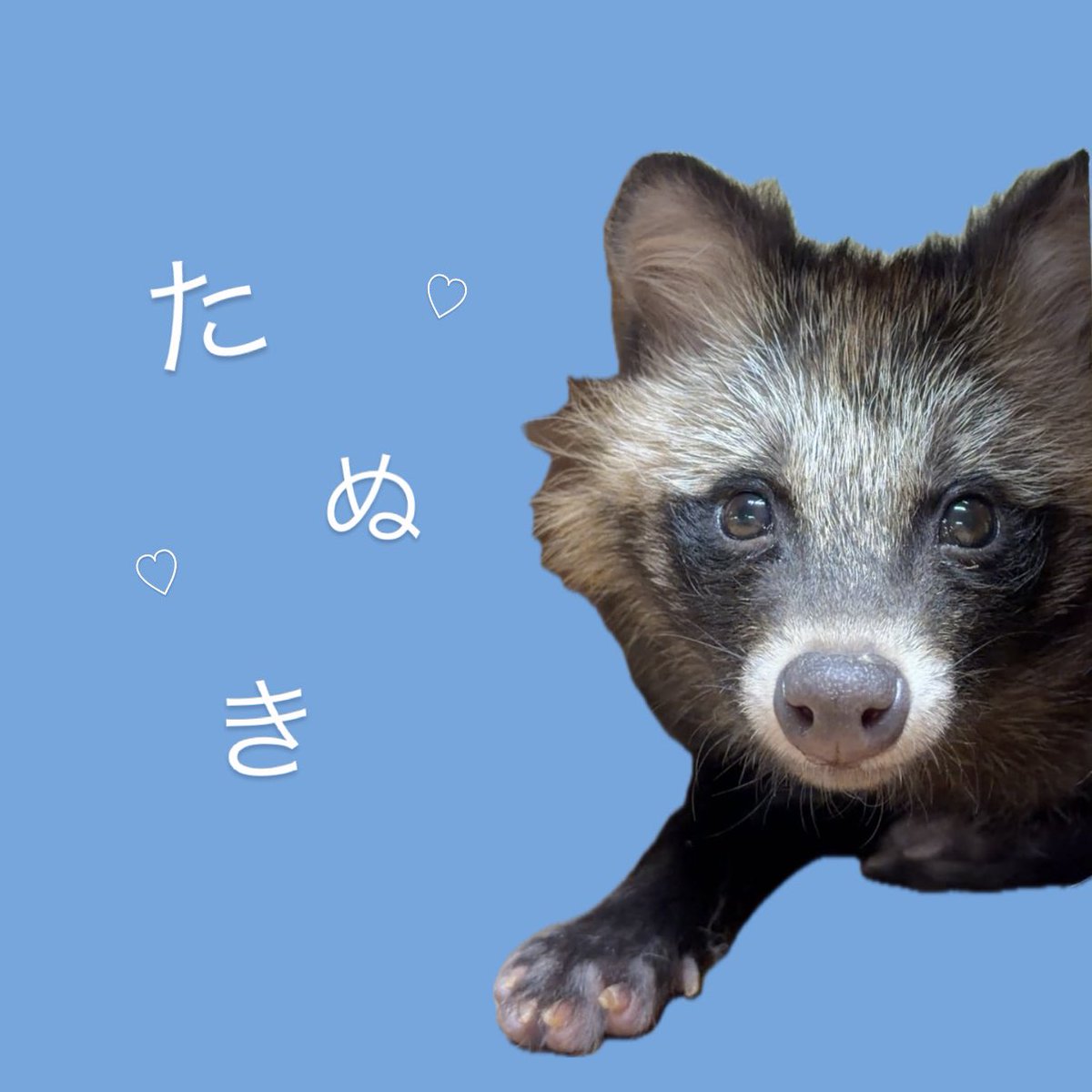 たぬき♡ぽんぽんᐢ⓿ᴥ⓿ᐢ♡！！！