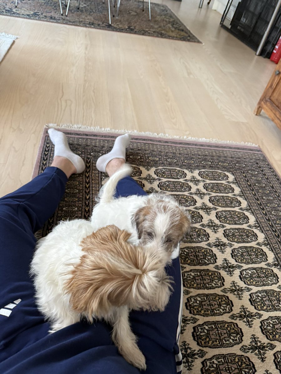 DionysianAgent's tweet image. total dog supremacy