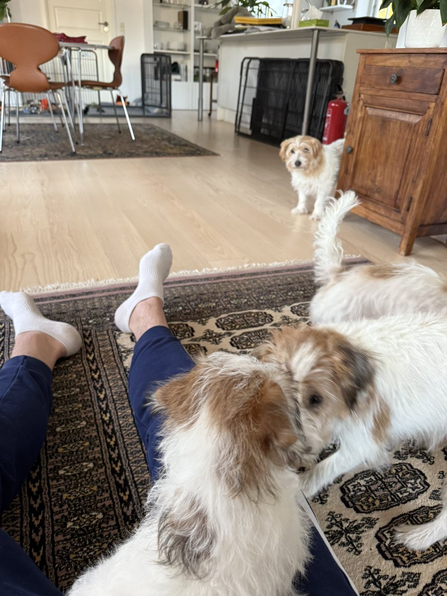 DionysianAgent's tweet image. total dog supremacy