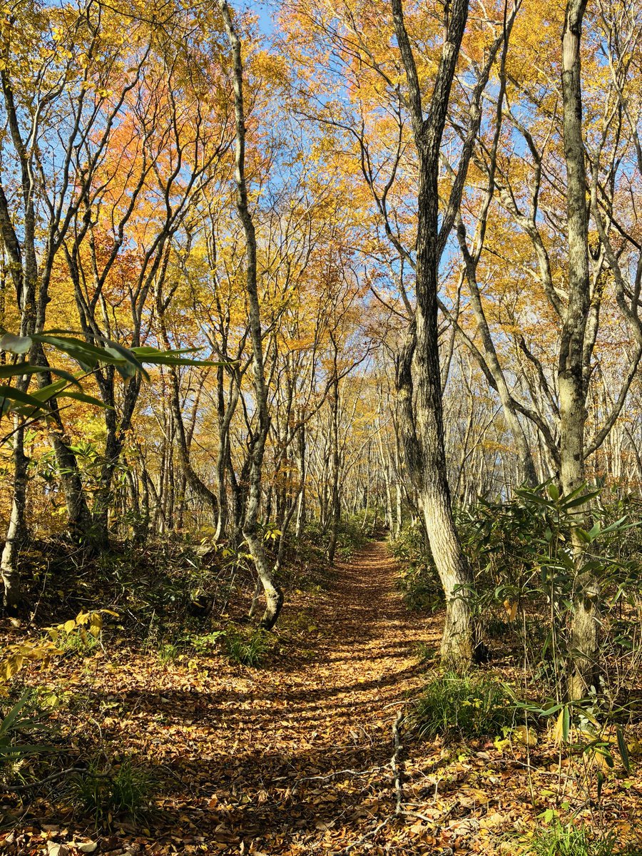 上野さん tweet media