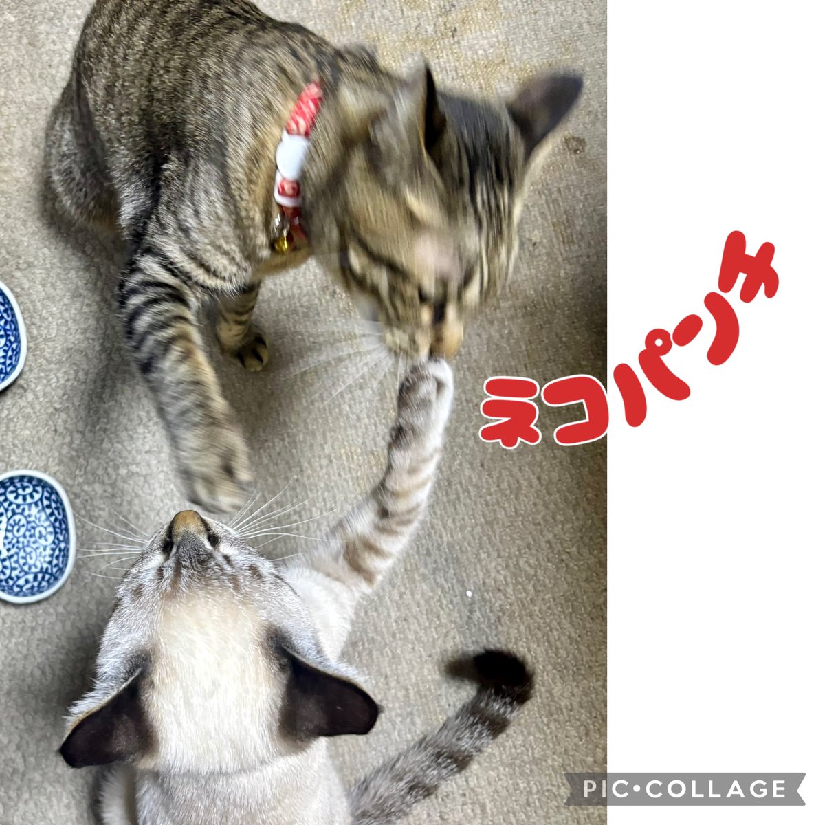 chiecolor's tweet photo. うちのかわいい���たち　ナナちゃん（キジトラ2歳♀）　VS  みう（シャムトラ５ヶ月♀）　#ネコパンチ https://t.co/AypGBDMOQb
