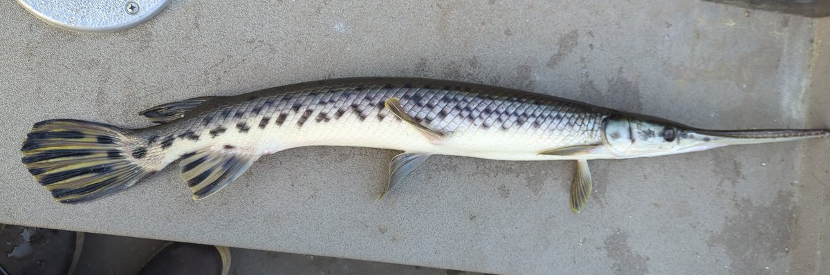 FishingStatus's tweet image. Lots of Gar in our state. Always fun to catch a swamp marlin. @OKWildlifeDept #garweek #longnose #gar