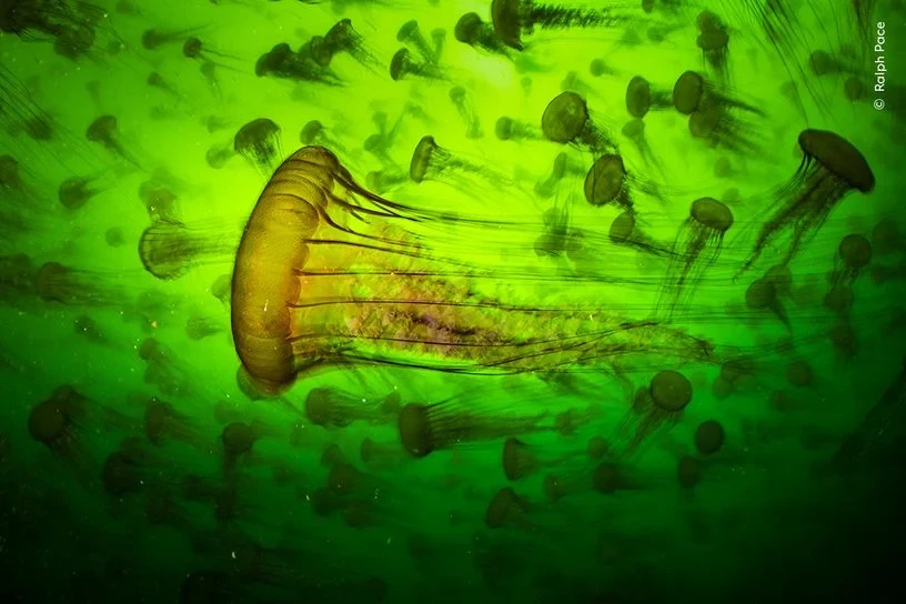 LeoAuteur's tweet image. Des #méduses dans la baie de #Monterey, en #Californie.

📷 Ralph Pace