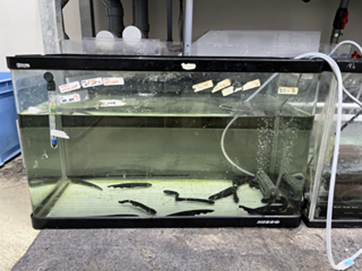 zebrafish_adam8's tweet image. フフフ...フレンズ。