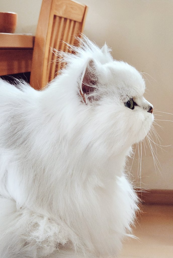 しぃちゃん しぃちゃん on X