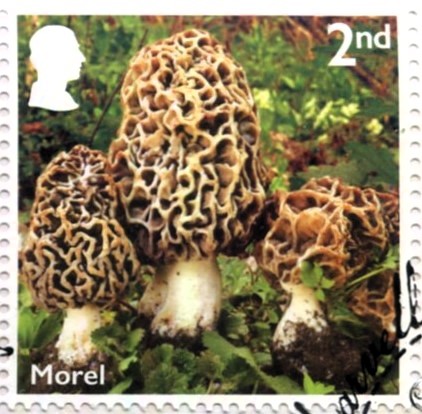 A mushroom hunters delight, the Morel
Issued 2025: Mushrooms
#Mushrooms #philately #stamp #GB