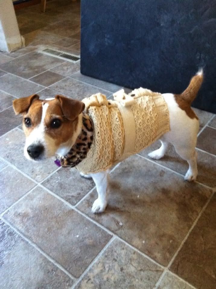 DaisyMaeJack's tweet image. #ThrowbackThursday to dis abomination Becky tried to get me to wear. Goob thing it was too small! Pffft!!! 🙄 🤭🐾🧡 #embarrassing #sweaterweather #dogsofX