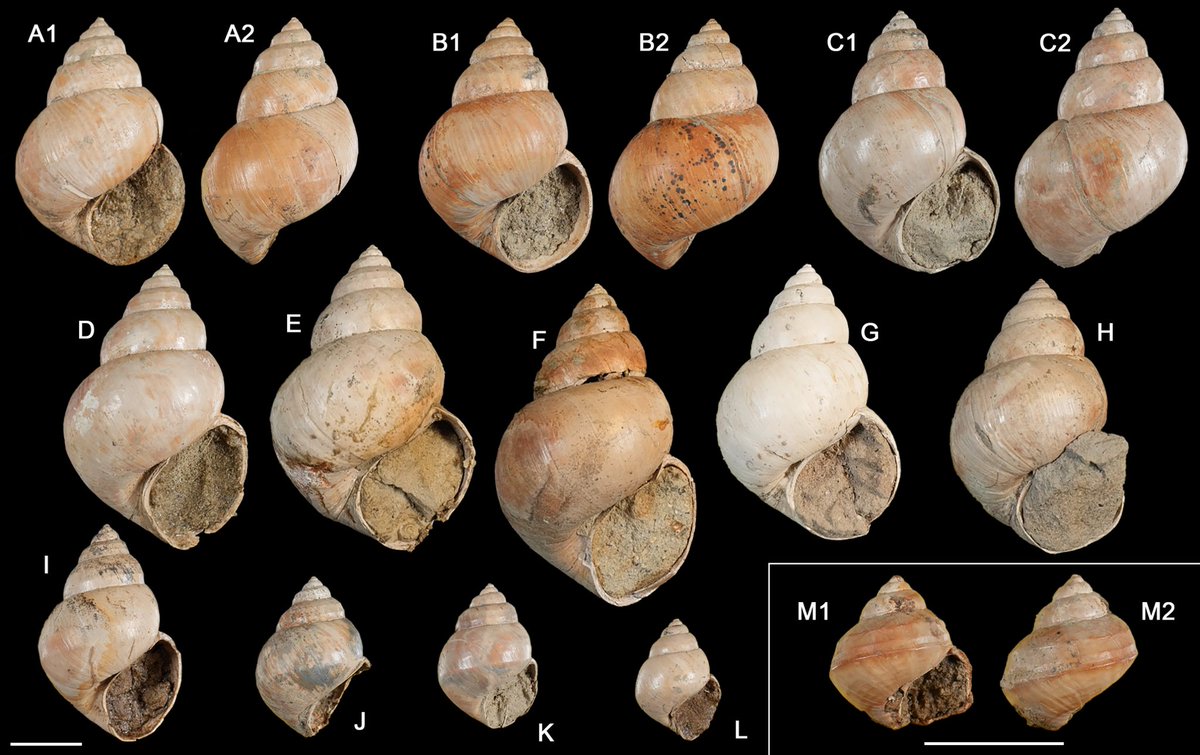 貝殻標本　テングニシ とよけらとぷす on X