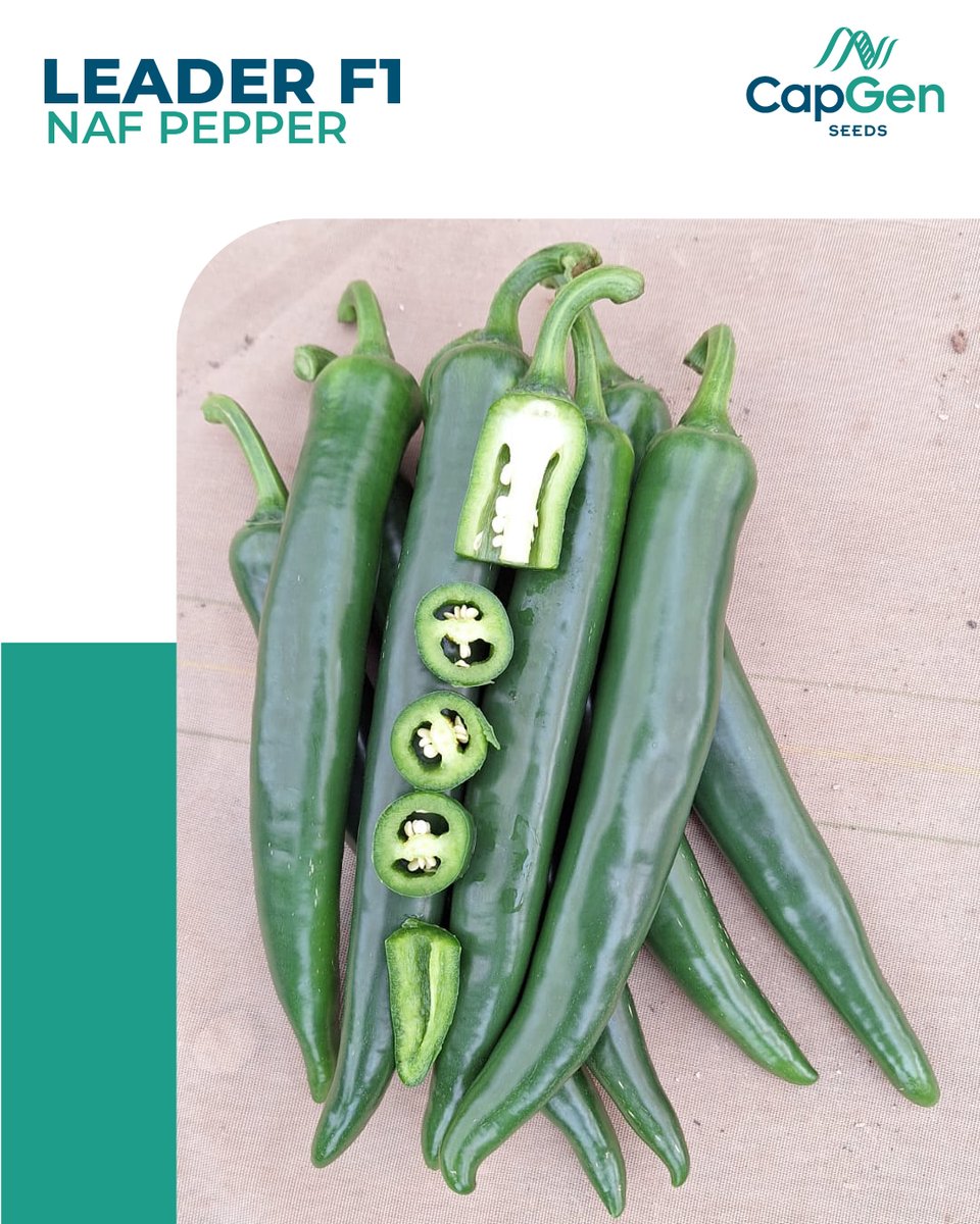 Nuestra variedad de pimiento picante para la zona MENA

¿Por qué elegirlo?
✅ Alta producción
✅ Fruto uniforme (15-18 cm)
✅ Versátil (Invernadero + Aire Libre)
✅ Gran post-cosecha

Fiabilidad y rendimiento.

Conoce todos los detalles aquí: capgenseeds.com/semillas-pimie…