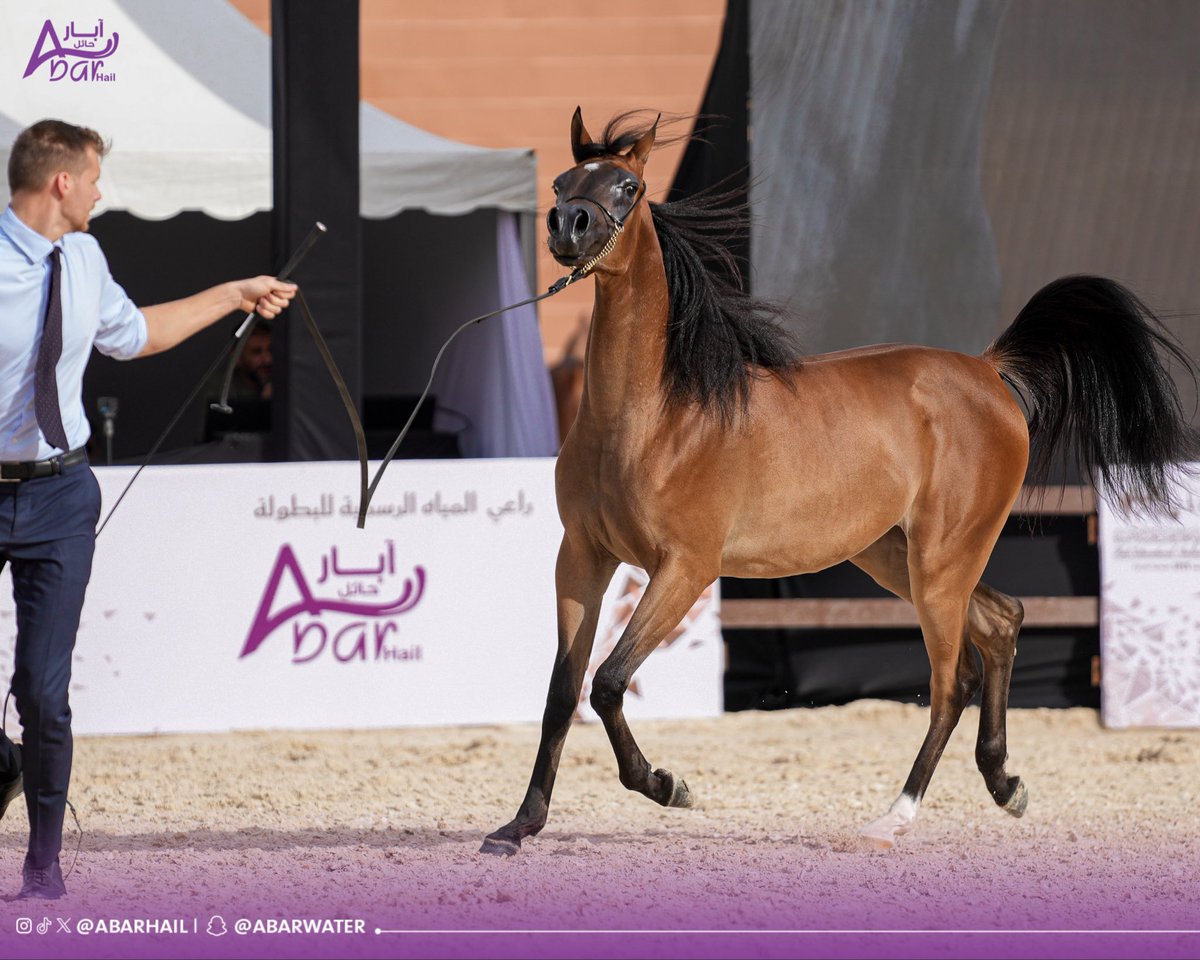 AbarHail's tweet image. من أعماق الآبـار إلى ميادين الخيل
نصنع الفـرق بشغفٍ وأصالـه 🐎✨

#آبار_حائل
#بطولة_حائل_الدولية_لجمال_الخيل