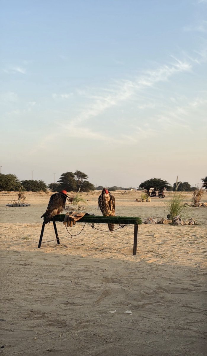 طيري ضرب جو الهيام ... ولودعيته ما التوى ...