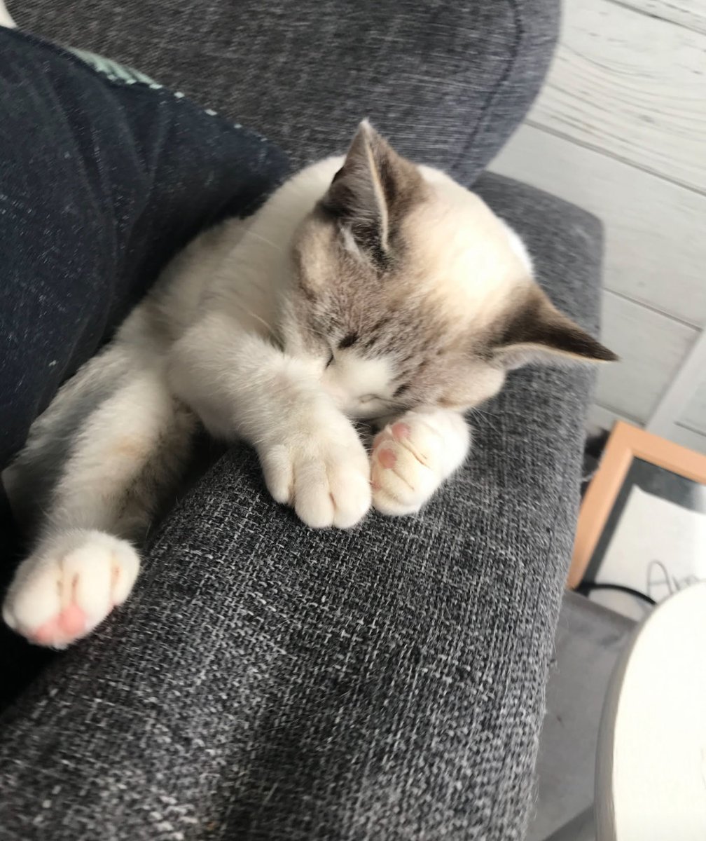 usuco5's tweet photo. @yapomesa ....呼んだ...zzz(+♾️円 https://t.co/unqDXTr94W