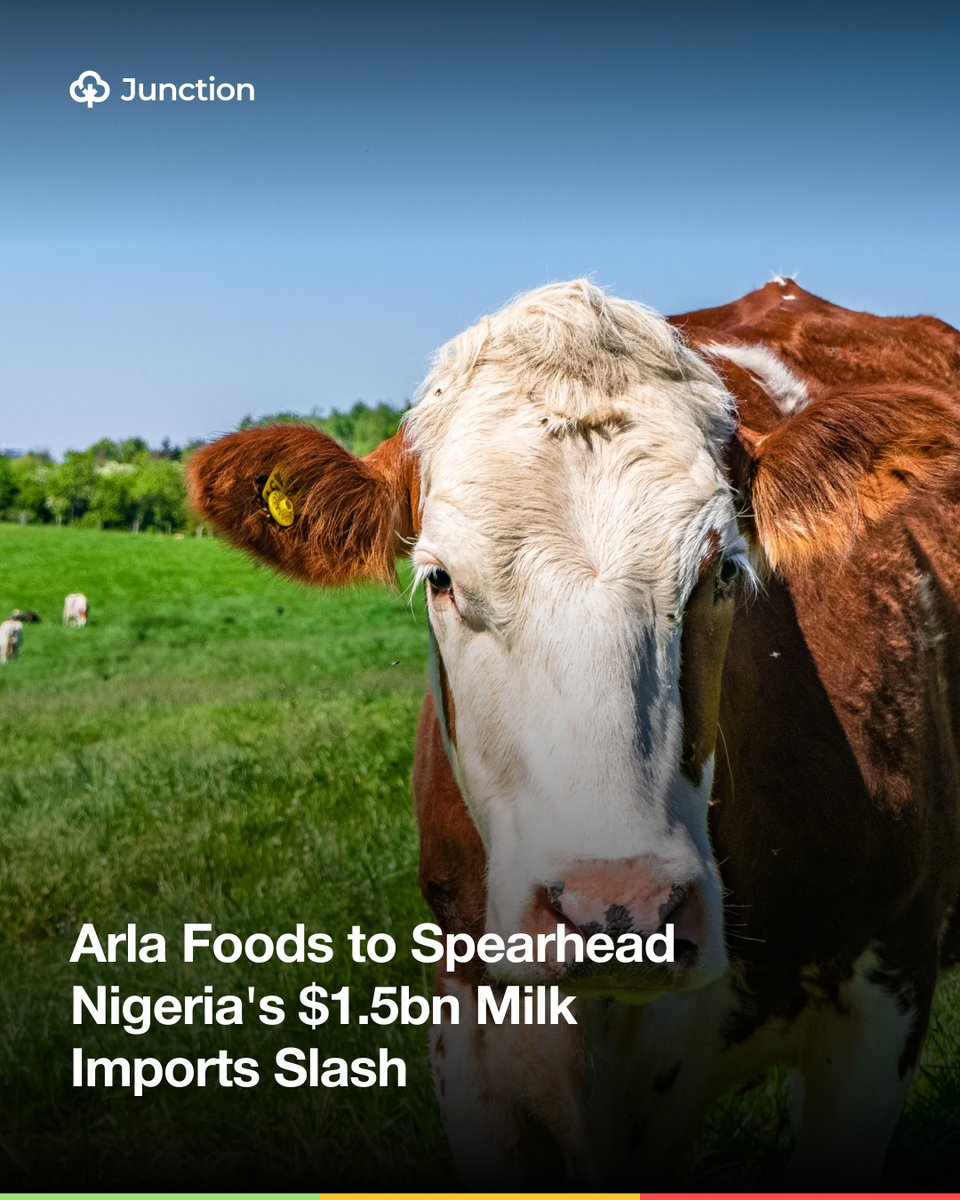 AgricJunction's tweet image. 🥛 Nigeria is boosting local milk production!
FG partners Arla Foods to strengthen the dairy value chain and cut $1.5B in yearly milk imports. 🇳🇬🐄

Read more via link in bio.

#DairyDevelopment #Agriculture #Nigeria #FoodSecurity #ArlaFoods