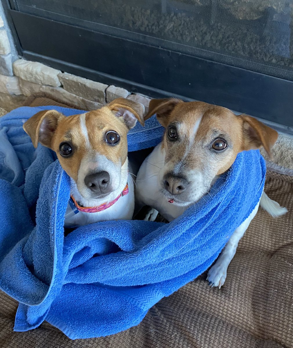 BelleLBear's tweet image. #ThrowbackThursday #Dogs #thursdayvibe #dogsoftwitter #dogsofX #zshq #TooClose #LittleBear #BabyBea 🫣😬😦
Back when Mom wrapped us up TOGETHER! We don’t like being THISCLOSE…. 😲🙄😑