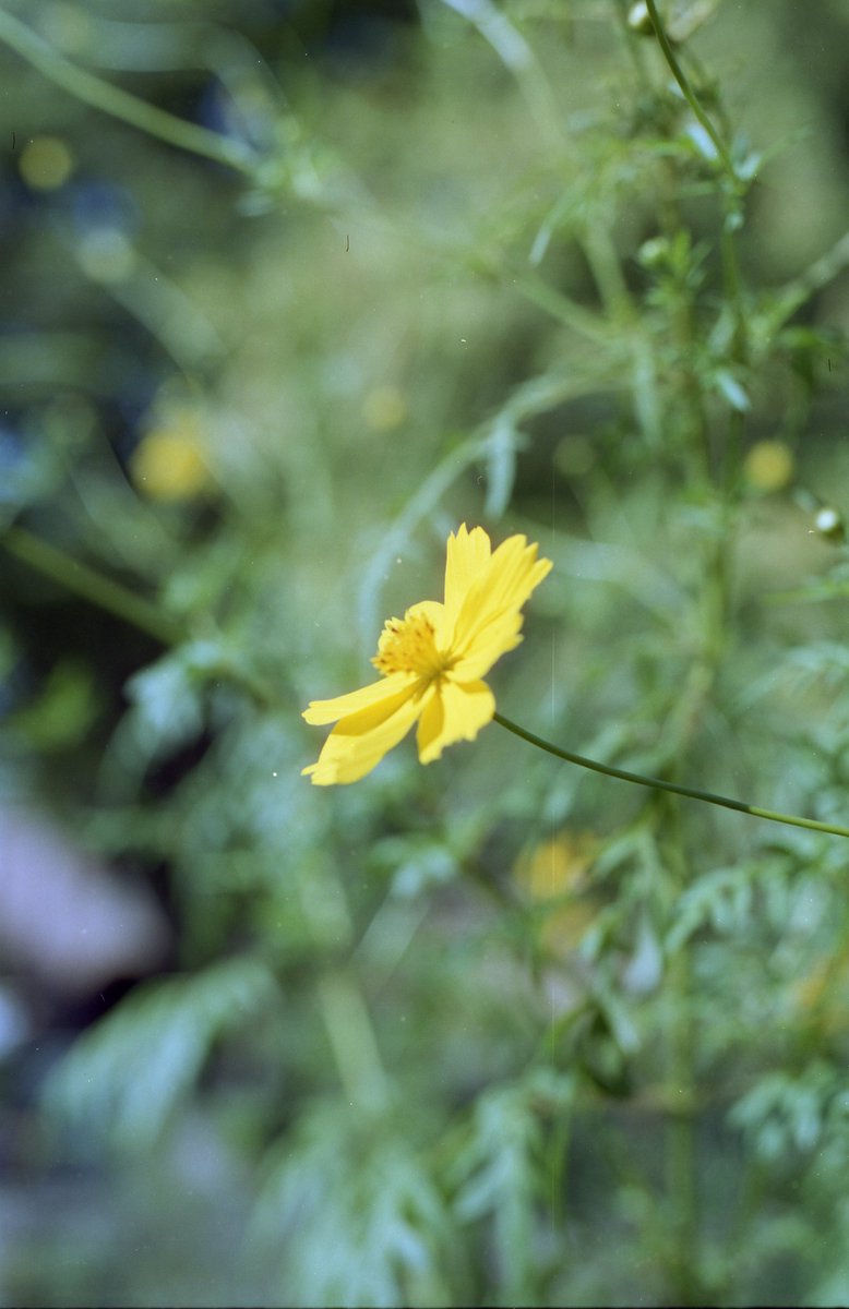 アルパカさん。専用ページ アルパカ茶 on X