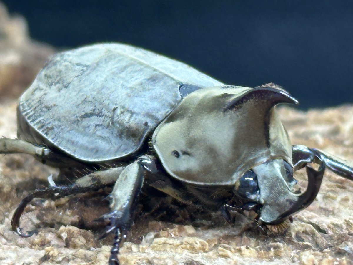 ムニスゼッチコフキカブトが羽化して来ました。

グランディスコフキカブトに似たビロード状の可愛らしいカブトムシで、頭角先端が二又になります。

連日成虫・幼虫の割り出しも行っていますので、どうぞご来店下さい。