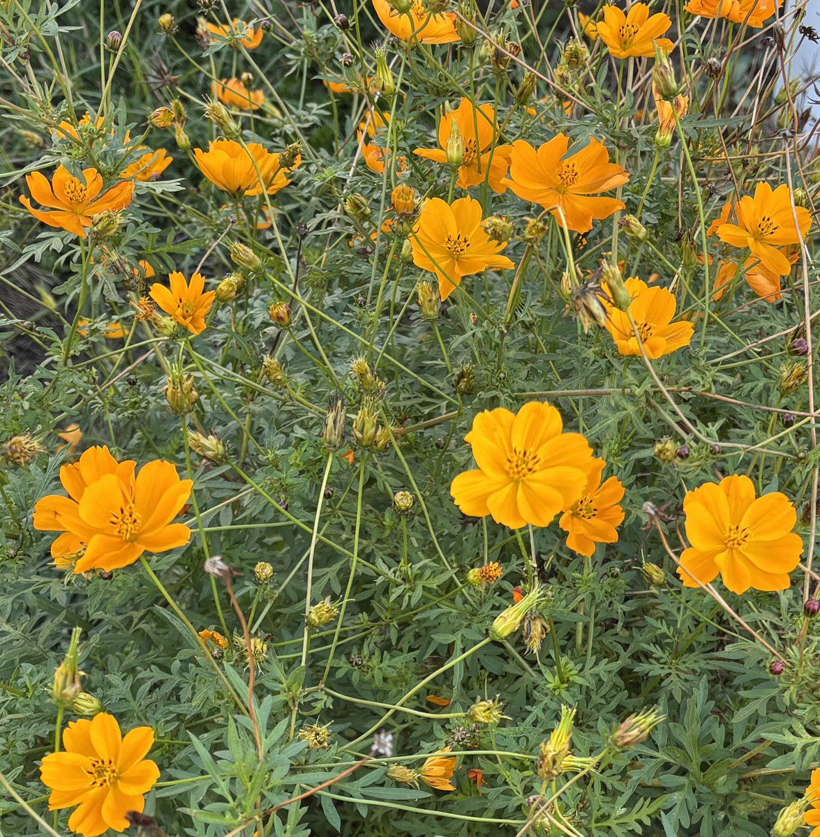 Miki (@miki75tw) / Posts / X