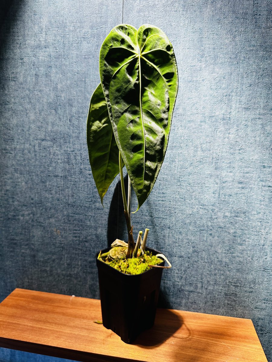 Masaya (@masaya_zxrs) / Posts / X