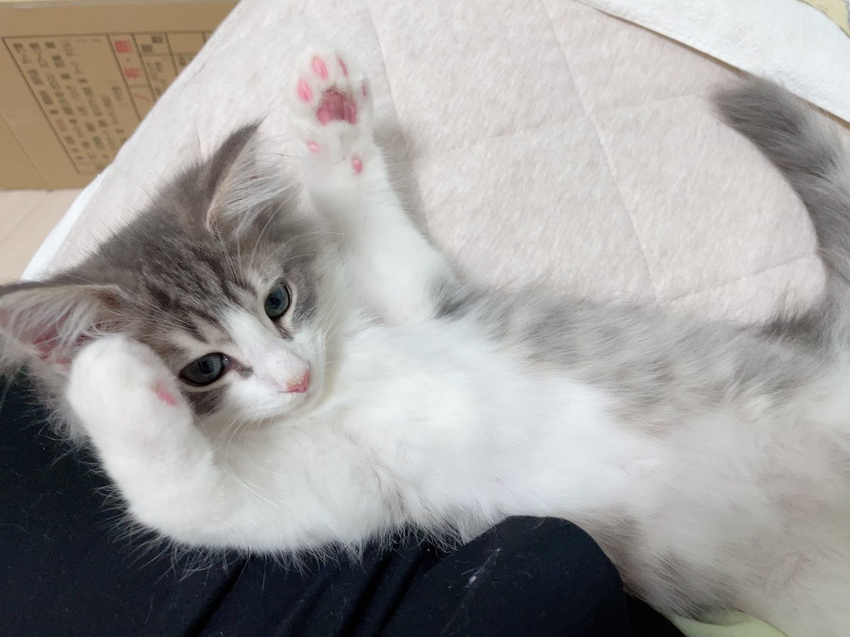 総合ページ▽マンモスさん プレモール🎨👑 (@mohhumohuneko2) / Posts / X