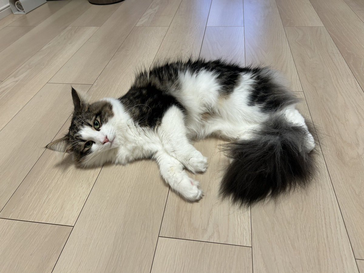 gs30zkk's tweet photo. うちの猫が世界一 https://t.co/ik6k3eG5Rq