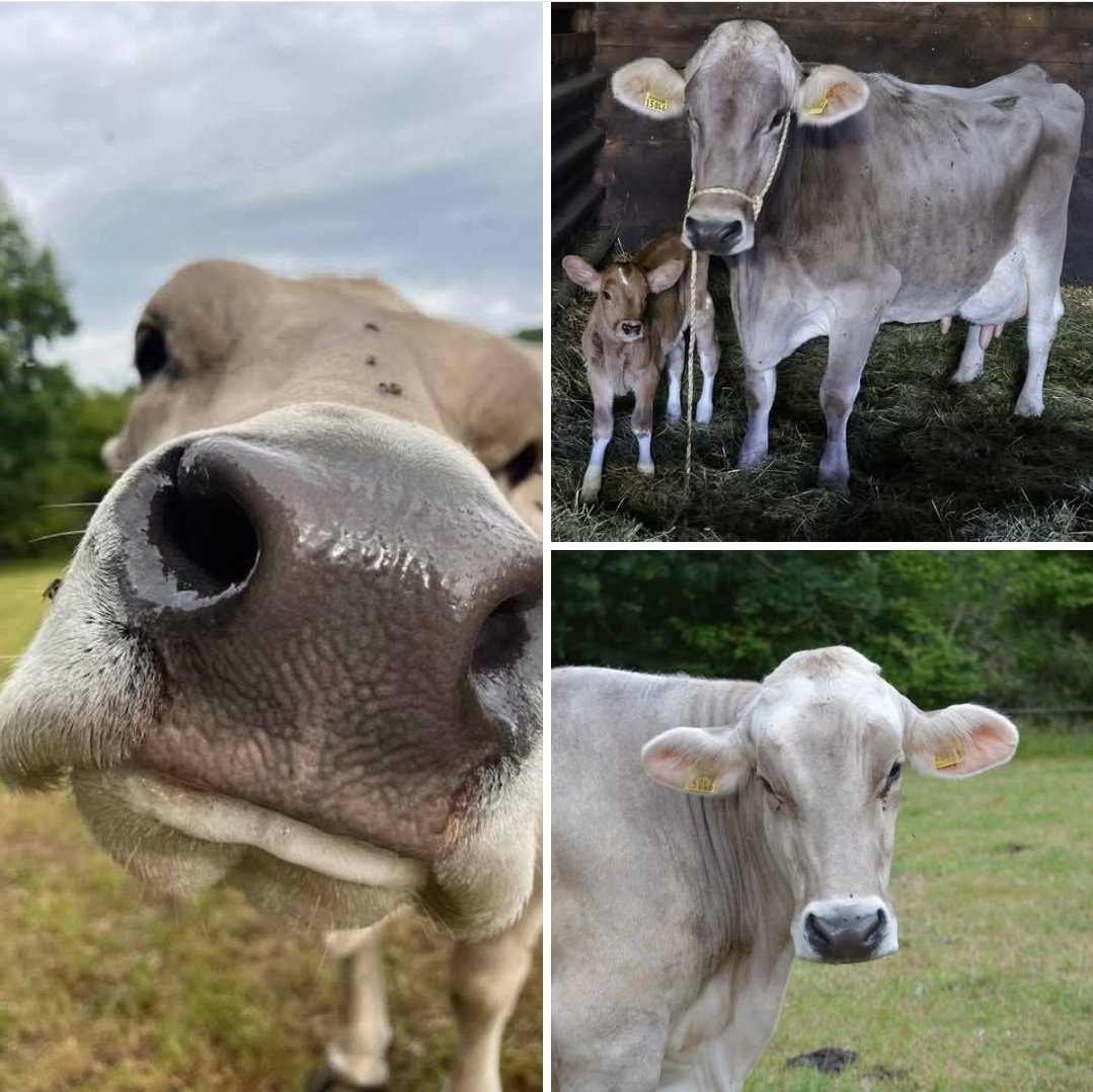 FLEURS kleines Mädchen heißt nun HANNA. 🥰
Die kleine Maus macht sich gut und Fleur kann endlich die Mutter sein, die sie für all ihre anderen Kinder nicht sein durfte. 
Fleur fehlen noch immer 65€ monatlich und Hanna fehlen noch 55€ monatlich.
ruesselheim.com/patenschaft