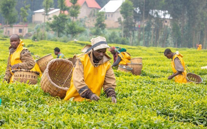 UwiriFelix's tweet image. Have you been to a tea farm before?This is how tea is harvested in Rwanda 🇷🇼