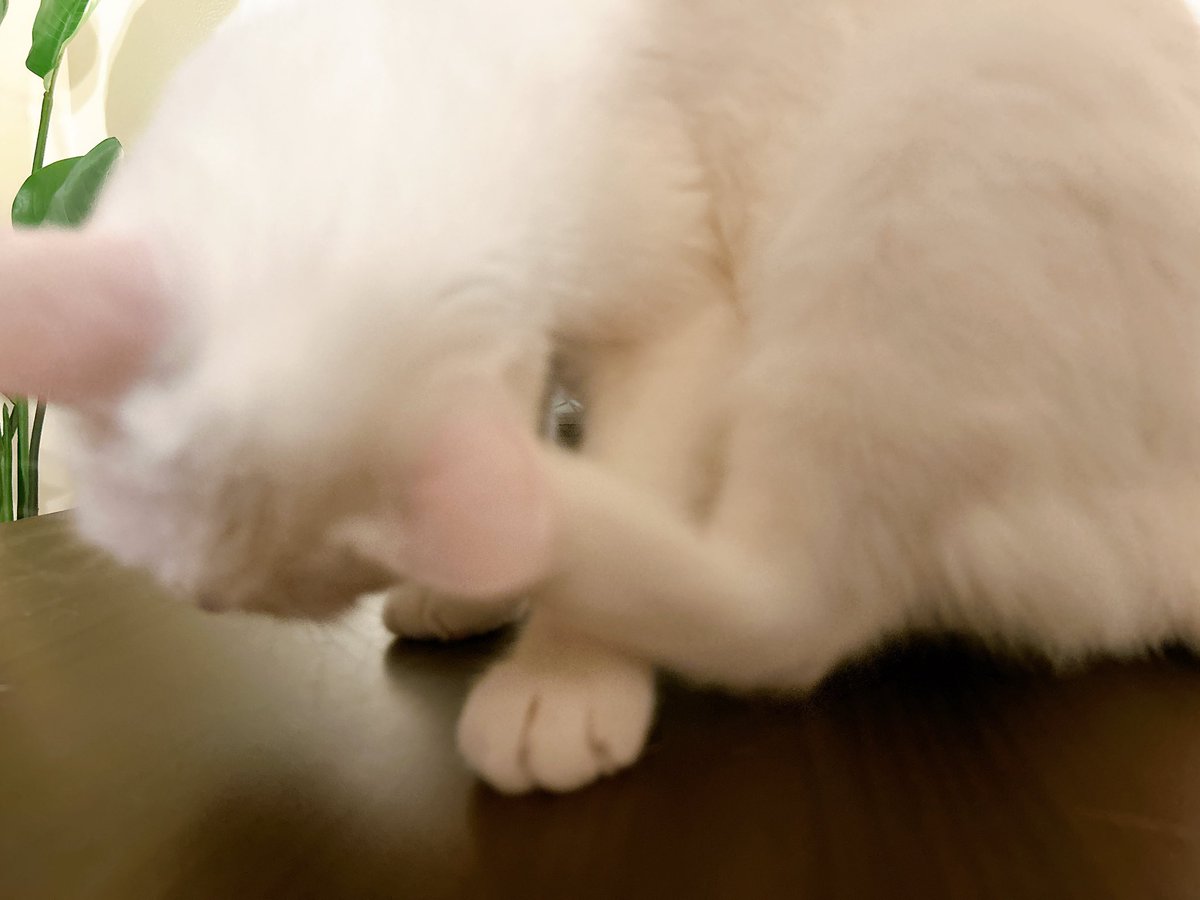 なぬんこ (@neco_chan_666) / Posts / X