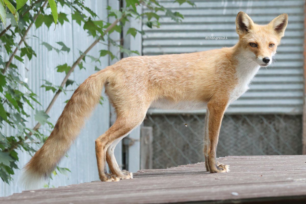 スマートな琥珀ちゃん #北きつね牧場