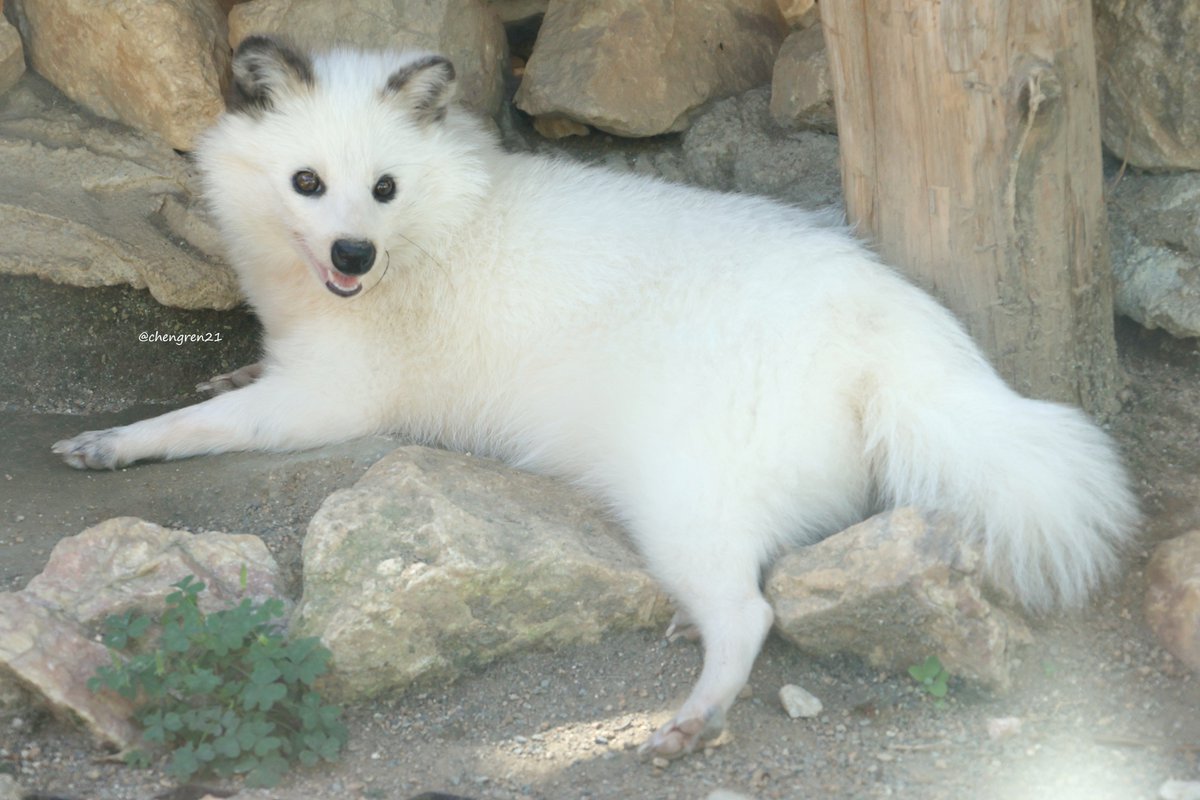 Cheng-Ren🦊🐺 on X