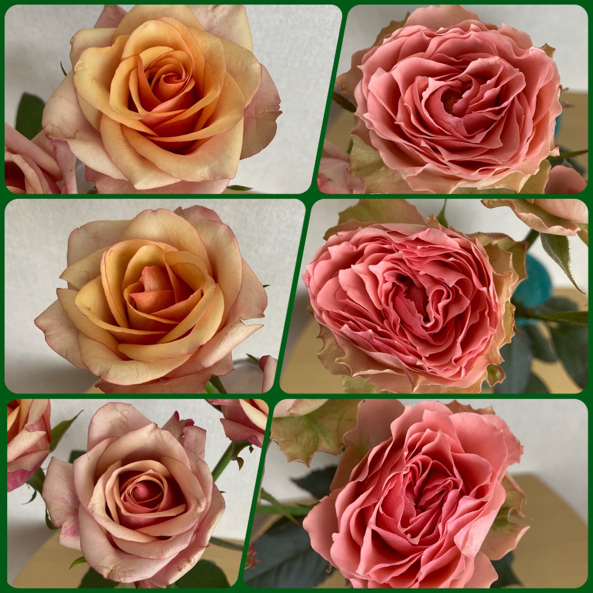 インカローズ六角柱♡タワー♡ポイントNo.1560 MUKU on X