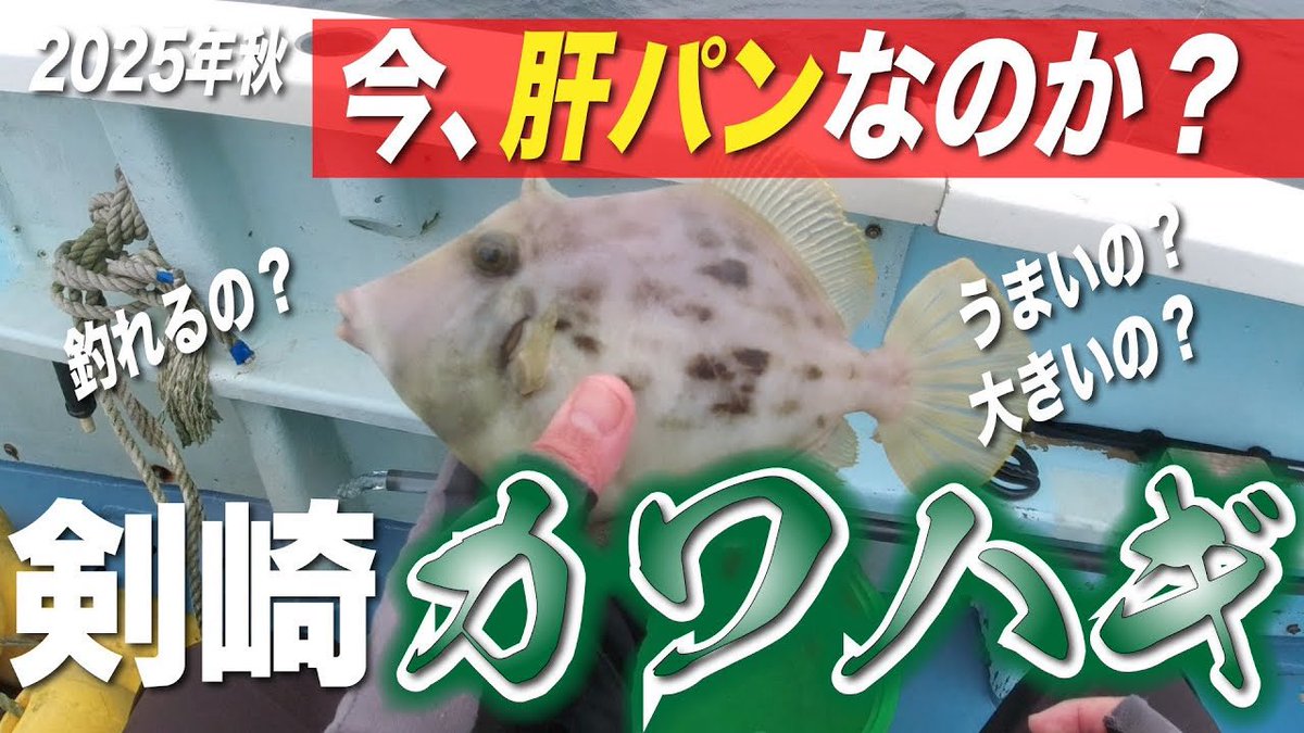 weekend_gel_c's tweet photo. カワハギ動画アップしました！なかなか渋い釣果でしたが是非ご覧ください！
#週末釣りのゲルシー https://t.co/dXo1pgxwBI