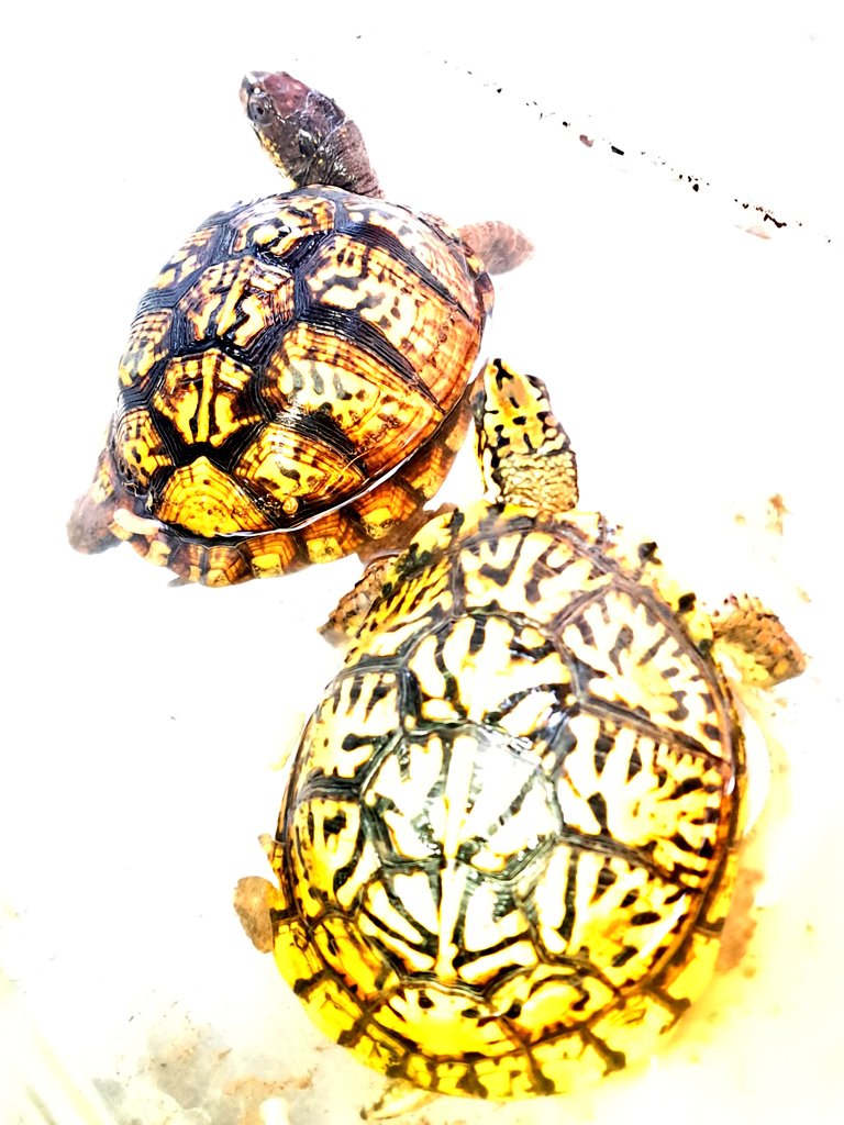 今晩は🌙😃❗
次世代の虎カラー🐯、成功させたいな✨️
#トウブハコガメ 亀沢第6天魔血統。