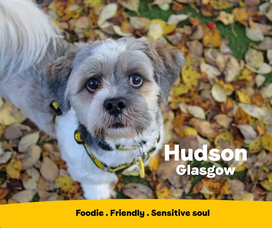 Hudson is a super cute boy who loves playtime and tasty treats! He absolutely adores going on adventures and staying cosy in the evenings! He is a sweet boy who would make a lovely addition to the right home! 💛
<a href="/DT_Glasgow/">Dogs Trust Glasgow</a>📍 bit.ly/4nCoa1d
