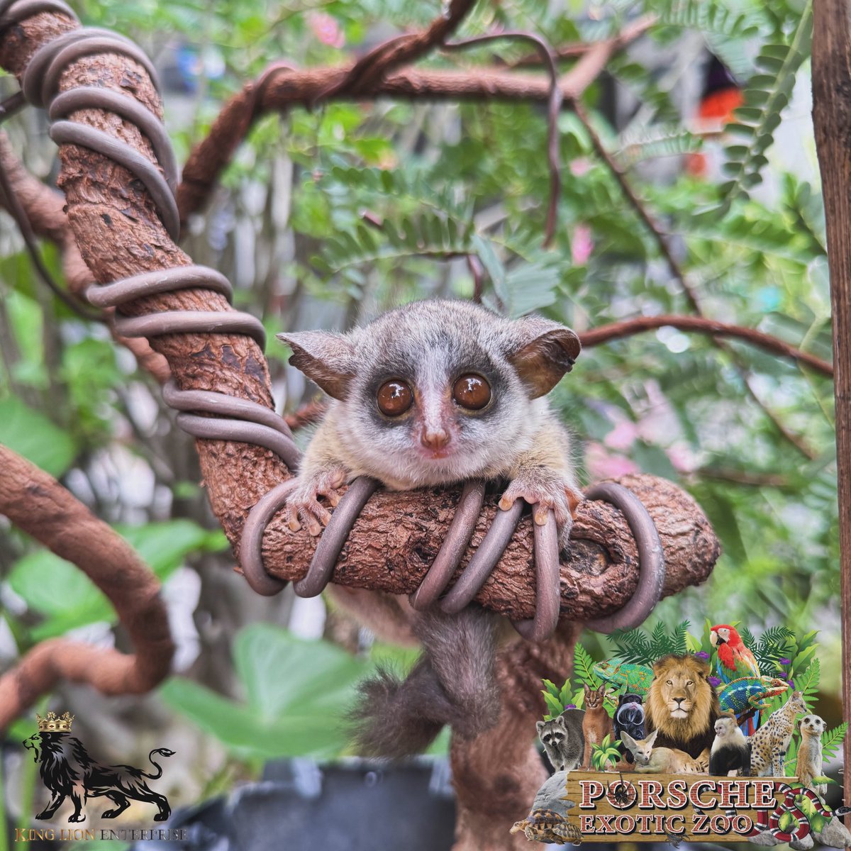 Porsche_shop99's tweet image. 🍌 บุชเบบี้ โมโฮริ หน้ากลมๆ 🏡
น่ารักมากๆเลยค่ะ  ตัวนี้มีเจ้าของเรียบร้อยแล้วนะคะ

Bushbaby Mohori is so cute. ♥️

#bushbaby
#PorscheExoticzoo
#porscheexoticzooadmin 
#porscheexoticzooofficial