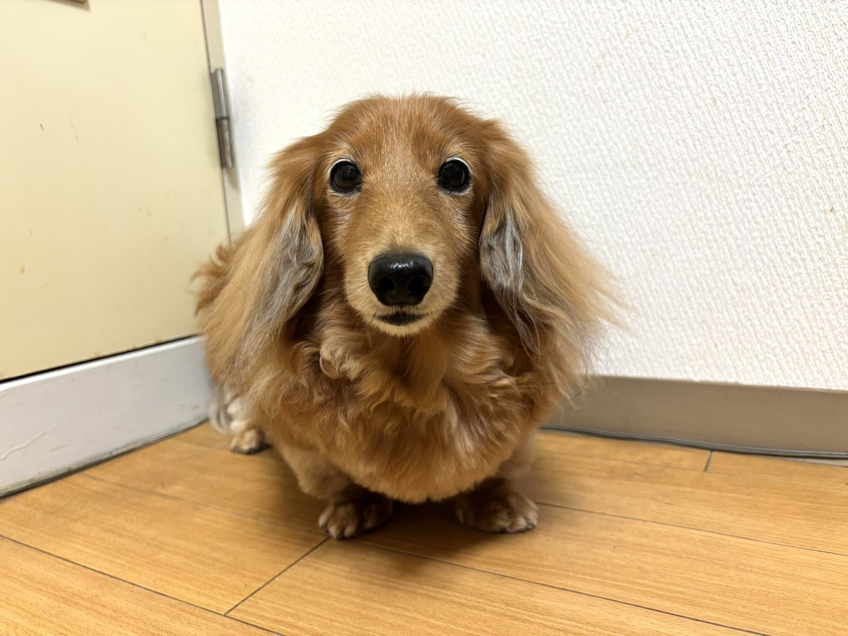 tibi_makiusa's tweet image. 11月6日、今日は月に1回トリマーさんにキレイにしてもらう日でした😊
今朝、トンちゃんの左脇の下に皮膚病ができたのか、カミカミしていたので、トンちゃんは急遽、動物病院🏥へ、アラジンとシンちゃんの🐶🐶だけふわふわのサラサラになって帰ってきたよ✨
#犬好きさんと繋がりたい