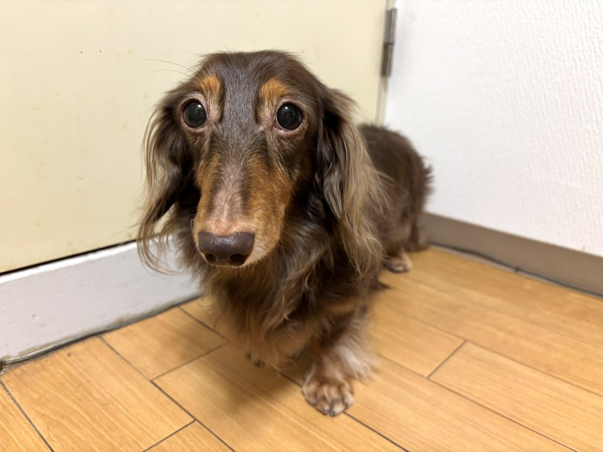 tibi_makiusa's tweet image. 11月6日、今日は月に1回トリマーさんにキレイにしてもらう日でした😊
今朝、トンちゃんの左脇の下に皮膚病ができたのか、カミカミしていたので、トンちゃんは急遽、動物病院🏥へ、アラジンとシンちゃんの🐶🐶だけふわふわのサラサラになって帰ってきたよ✨
#犬好きさんと繋がりたい