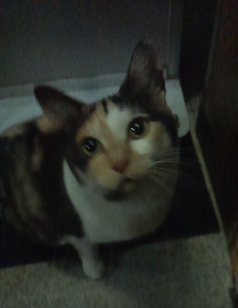 ミケちゃん「きれいなお月さま…。どうか私をもっとこの世界で生かして