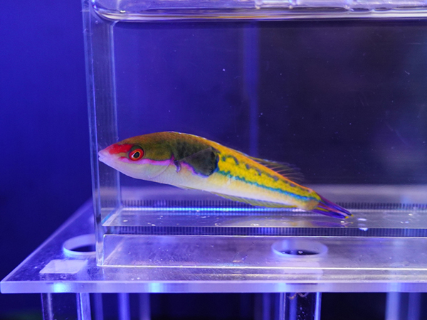 海水魚ショップ ナチュラル on X