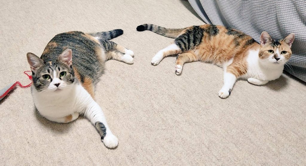 mogu_pero2's tweet image. シンクロ\(ϋ)/\(ϋ)/  #保護猫  #猫のいる暮らし