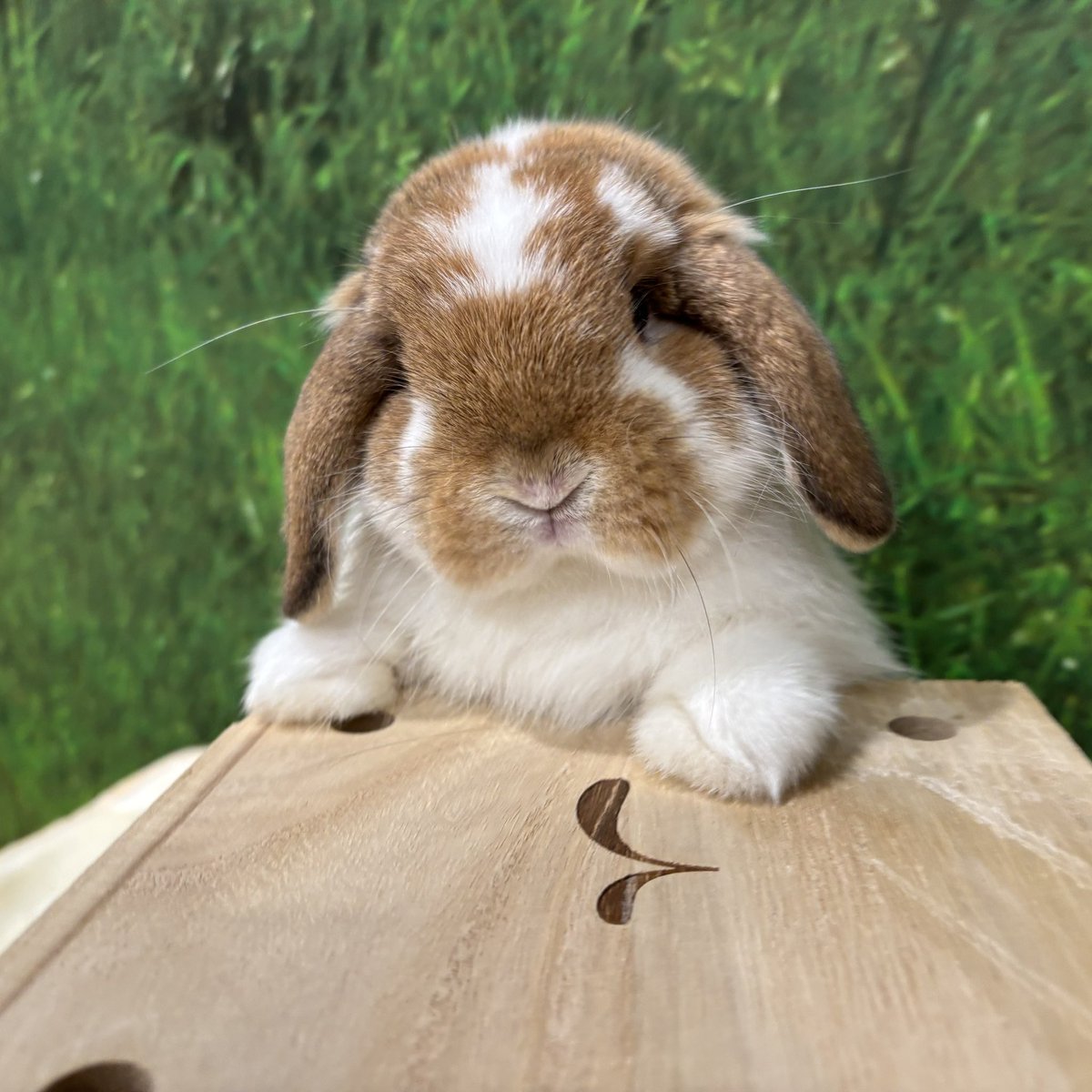 うさぎのしっぽ吉祥寺店 on X