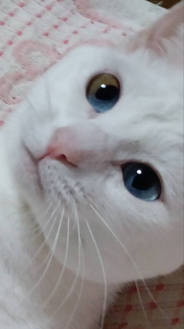 Ttmhero2's tweet photo. うちの『あき』ちゃん、目の色が珍しいかもです。
右目が真ん中から半分がブルーで、もう半分が黄色の２色。
左目はブルー１色。
AIが言うには、ダイクロイックアイとオッドアイの組み合わせらしい。
白猫ですから、遺伝子の作用なんですね。  

#ダイクロイックアイ
#オッドアイ
#白猫さん https://t.co/7djtIe4uLP