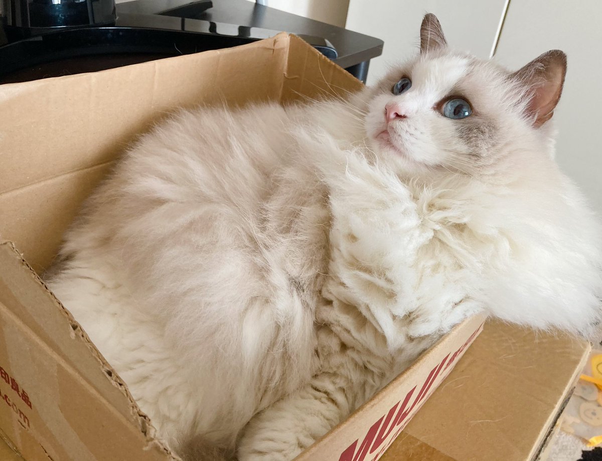 本日も📦から、しっかり毛がはみ出ております💡