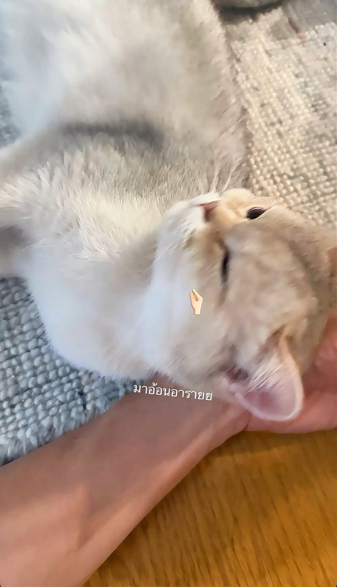 ➖ Khaotungg (IGs) Vaanjoy Update 🐱🤍

“Come to beg for what~?” 
(What are you being all cute for~?) 

#CatForCash #Khaotungg #เด็กน้อยของขต