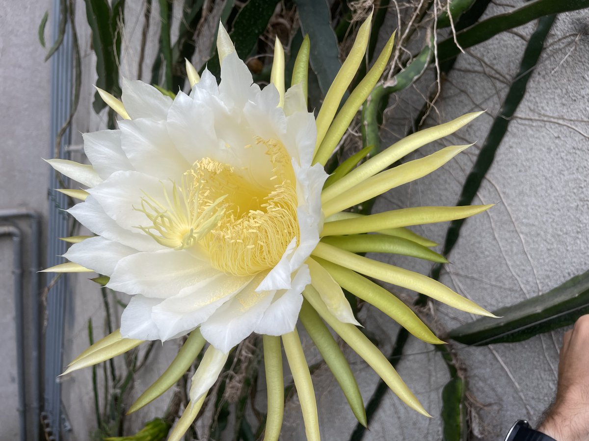 101Rfl's tweet image. Floraison éphémère du Pitaya 
 Découvrir l’évolution de la plante, de la fleur au fruit au botanique de Tours