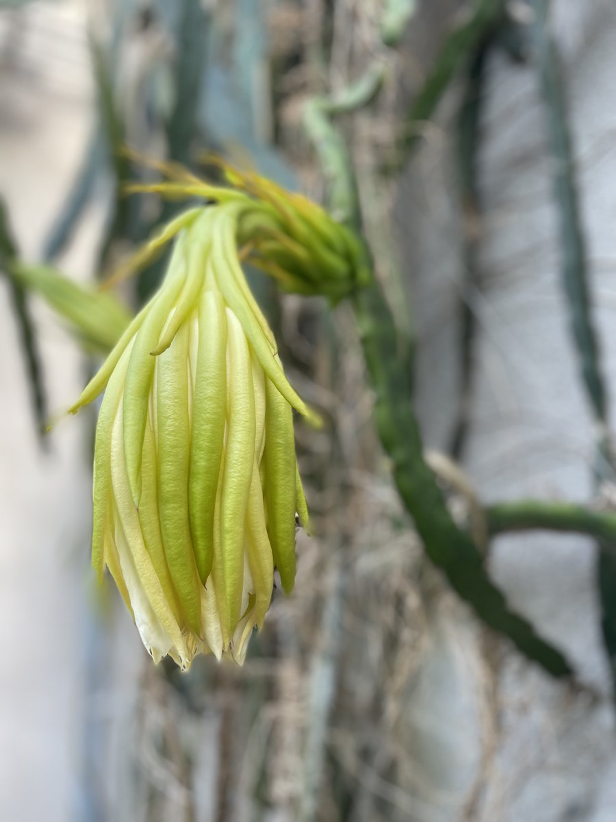 101Rfl's tweet image. Floraison éphémère du Pitaya 
 Découvrir l’évolution de la plante, de la fleur au fruit au botanique de Tours