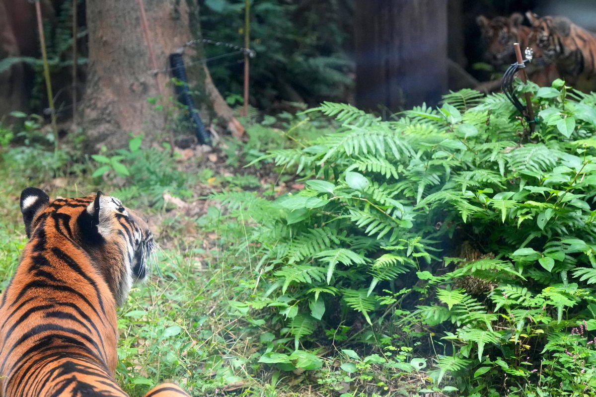 さっちゃん on X