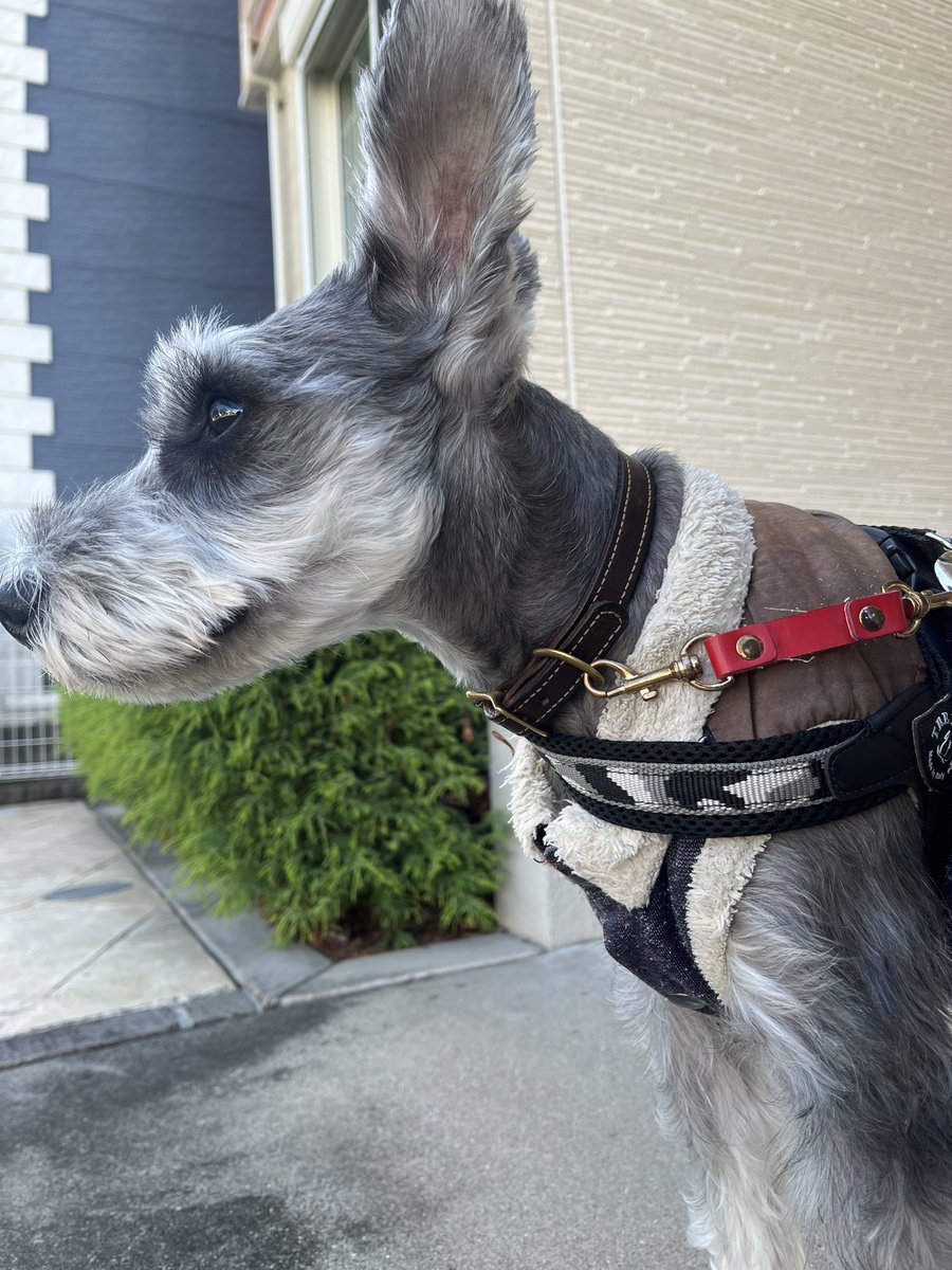 あお様♡専用♡ミニチュアシュナウザー アクア(ミニチュアシュナウザー) on X